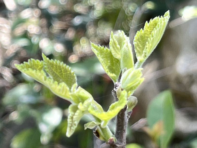 ����������������Сѧ�������е��ں�Ӧ��